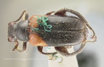 Media type: image; Entomology 8595   Aspect: habitus dorsal view